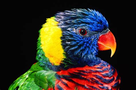 47 Exotic Bird Wallpaper Wallpapersafari