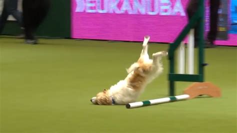 Crufts 2017 Nosediving Rescue Dog Steals The Show On Bad Agility