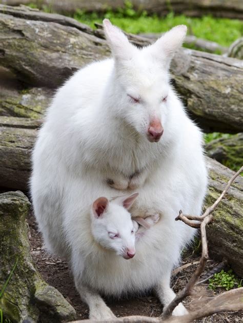42 Photos Of Rare Albinos From The World Of Animals Wow