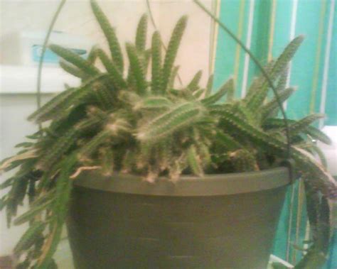 How to care for a cactus flower. What is this crazy hanging cactus? - CactiGuide.com