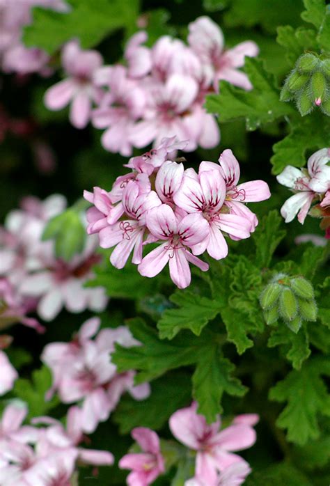 Geranium Bourbon “Supreme” Oil – Fraterworks