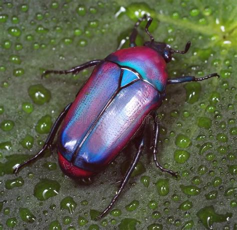 Colorful African Fruitflower Beetle Also Called Purple Jewel Beetle