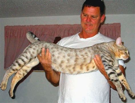 Cat Breeds Biggest Pets Lovers