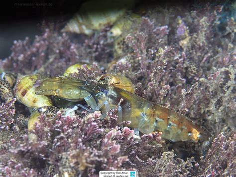 Alpheus Dentipes Mediterranean Snapping Prawn Mediterranean Pistol Shrimp