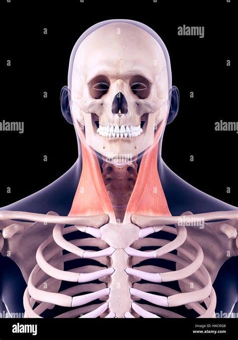 Sternocleidomastoid Muscle High Resolution Stock Photography And Images