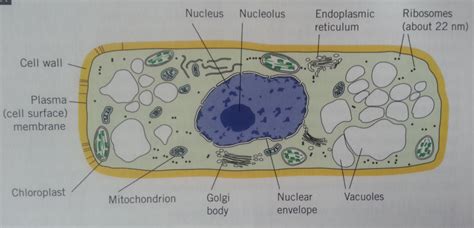 Like the er, the golgi apparatus also consists of a series of. The Secretory Pathway- The Golgi Apparatus ...