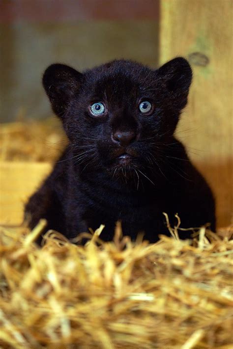 Gorgeous Rare Black Jaguar Born At English Big Cat Sanctuary She