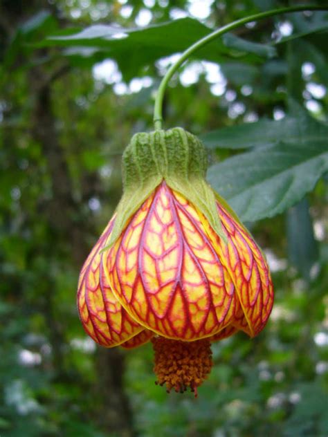 Buy plants online in india: Abutilon pictum (Painted Indian Mallow) | World of ...