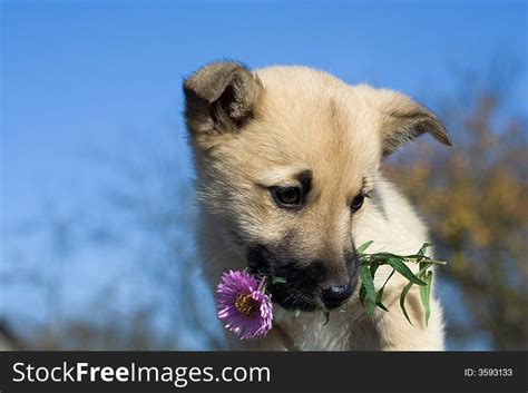 Dog Hold Flower In Mouth 1 Free Stock Images And Photos 3593133