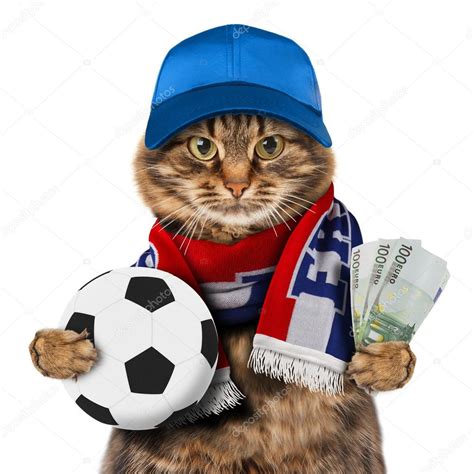 Pictures Funny Soccer Ball Funny Cat With Soccer Ball — Stock Photo