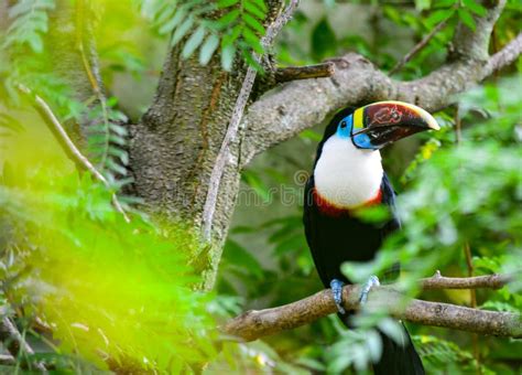 Birds Of Paradise Long Beaked Colorful Bird On A Tree Stock Photo