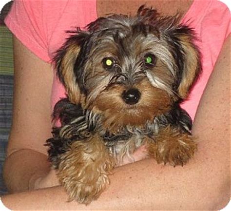Our store also offers grooming, training, adoptions, veterinary and curbside pickup. Pet not found