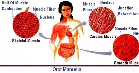 Pada saat berkontraksi otot menjadi lebih pendek, dan pada saat berelaksasi otot menjadi lebih panjang. Pengertian Otot Manusia, Fungsi, Jenis-Jenis Gerak Otot ...