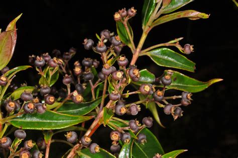 Decaspermum Parviflorum Myrtaceae Image 77138 At PhytoImages Siu Edu