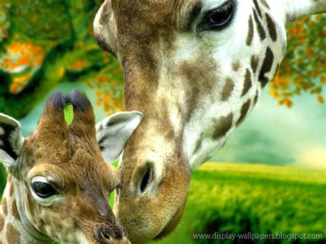 Cute Animals Wallpaper Download Animation Wall