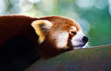 Wallpaper Panda Firefox Red Small Images For Desktop Section