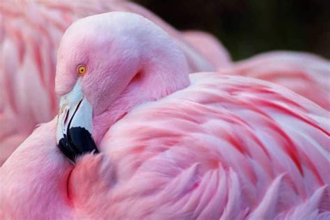 Are All Flamingos Pink In 2020 Pink Bird Flamingo Pink Animals