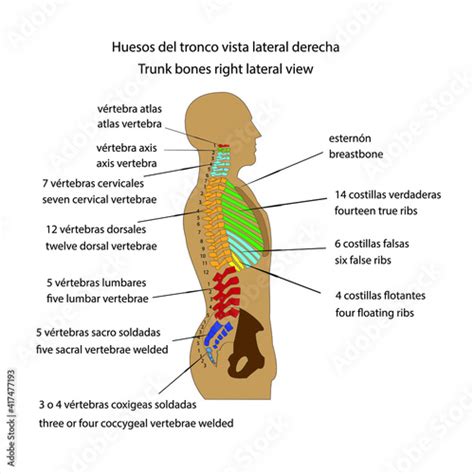 Esqueleto Humano Huesos Del Tronco Vista Lateral Derecha Vector Stock