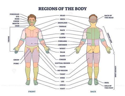 Regions Of Human Body As Front Or Back Parts Description Tiny Person