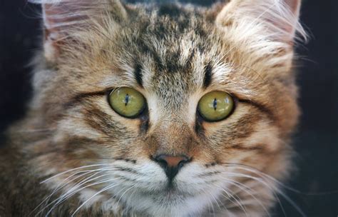 american bobtail cat photography