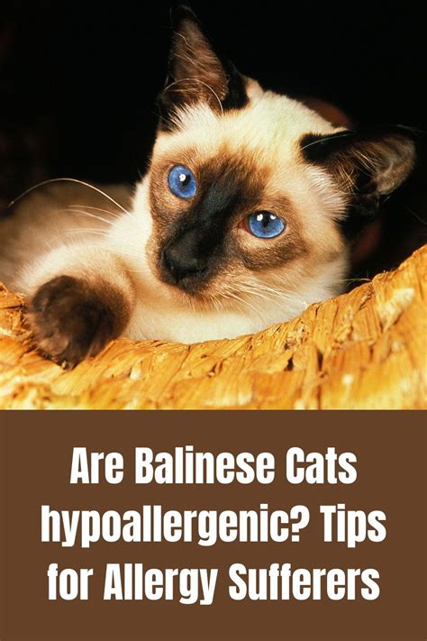 Are Balinese Cats Hypoallergenic