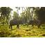 Elephants In Their Natural Habitat  PATA UK & Ireland