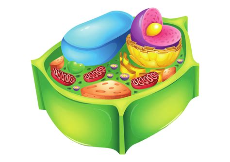 9 Perbedaan Struktur Sel Hewan dan Tumbuhan