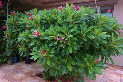 What flowers grow well in arizona. Grow — Write On Rubee