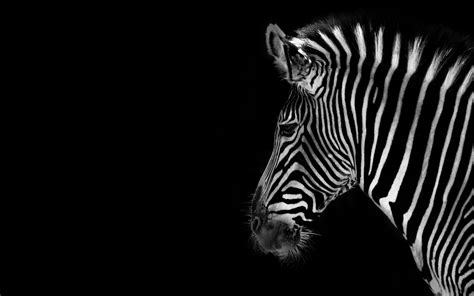 Black And White Animal Wallpapers Top Free Black And White Animal