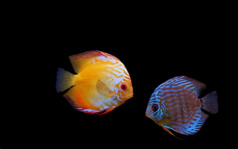 2 Discus Fish Hd Wallpapers Background Images Wallpaper Abyss