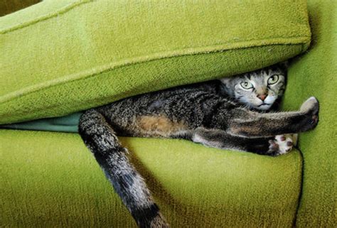 Animals That Suck At Hide And Seek But At Least They Look Cute Doing It