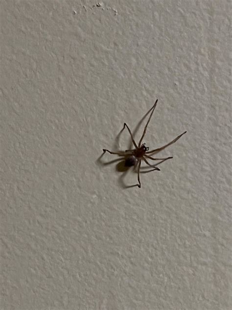 Is This A Brown Recluse Found Crawling Up My Wall He Didnt Make Web