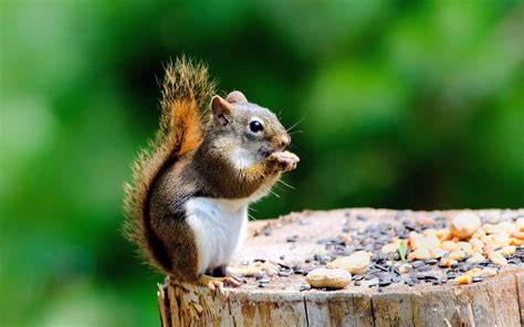 Squirrel Hd Wallpapers