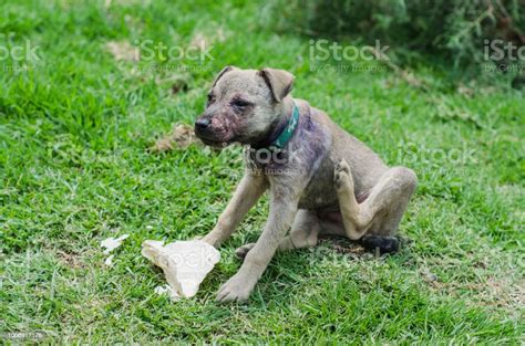Dog With Sarna Stock Photo Download Image Now Dog Puppy Animal