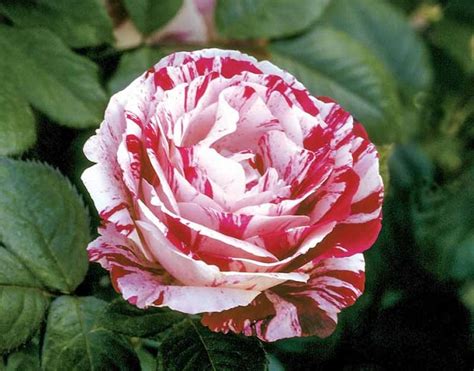 Scentimental 3ft 90cm Standard Rose Potted Roses Victoria