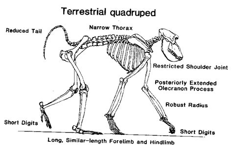 Terrestrialquad 800×522