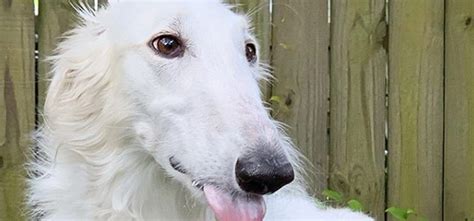 This Dogs Boopable Nose Is The Worlds Longest And Is Winning Hearts On