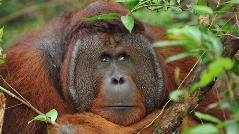 Part one of a five part series. Pulau Kaja Tour, Kaja Island orangutan tours, to the ...