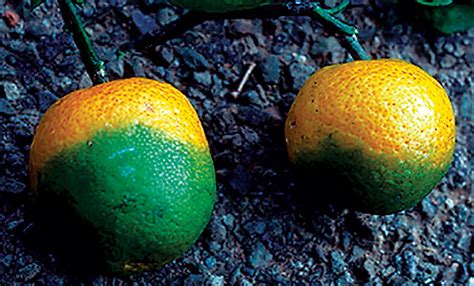 Saving Citrus From A Sour End Washington State Magazine Washington