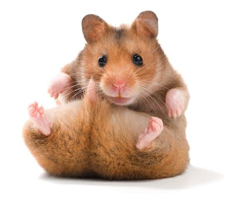 Hình ảnh chuột Hamster dễ thương cute đẹp nhất Hình nền chuột Hamster Văn Hóa Học