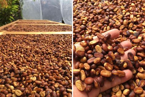 coffee fermentation how can it improve coffee quality