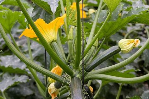 I like your attitude to just pull the bad plant(s) and get on with new. ズッキーニの育て方は？栽培方法を紹介!! | | Japan Treasure Media search