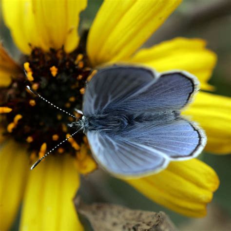 Palos Verdes Blue One Of The Worlds Rarest Butterflies Cgtn