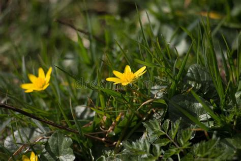 Yellow Spring Flowers Lesser Celandine Or Pilewort Ficaria Verna