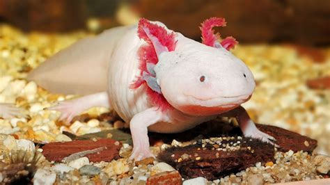 Axolotl History Why Are Axolotl Illegal Bestpixtajppaaq