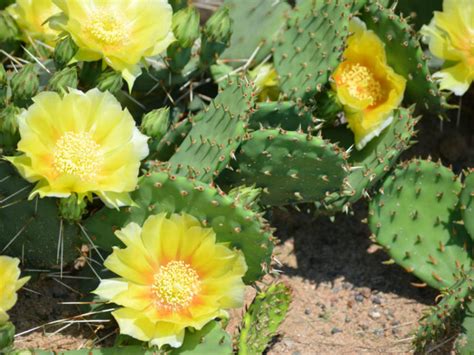 How To Grow A Prickly Pear Cactus From Seeds World Of Succulents