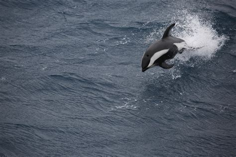 5djc1786 Hourglass Dolphin Porpoising Southern Ocean Jose Cortes