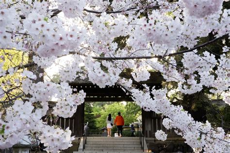 Photos Cherry Blossoms In Full Bloom At Hakone Gardens