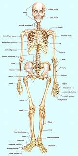 Skeleton Poster Medical Pictures