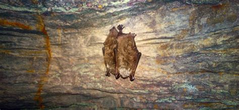 White Nose Syndrome Virginia Bat Pros